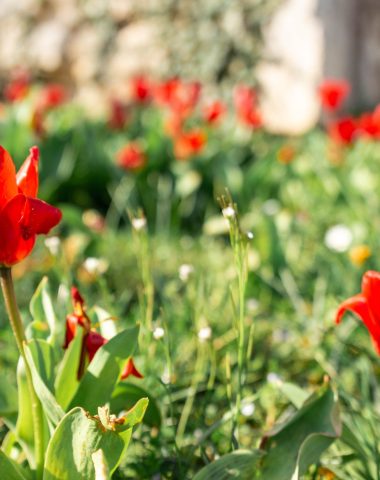 Tulipes rouges au printemps à Blyes