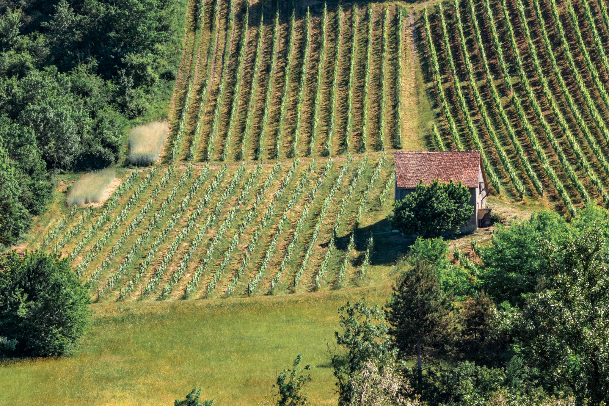 Vignes de vins du Bugey de type Montagnieu ou Cerdon (Ain)