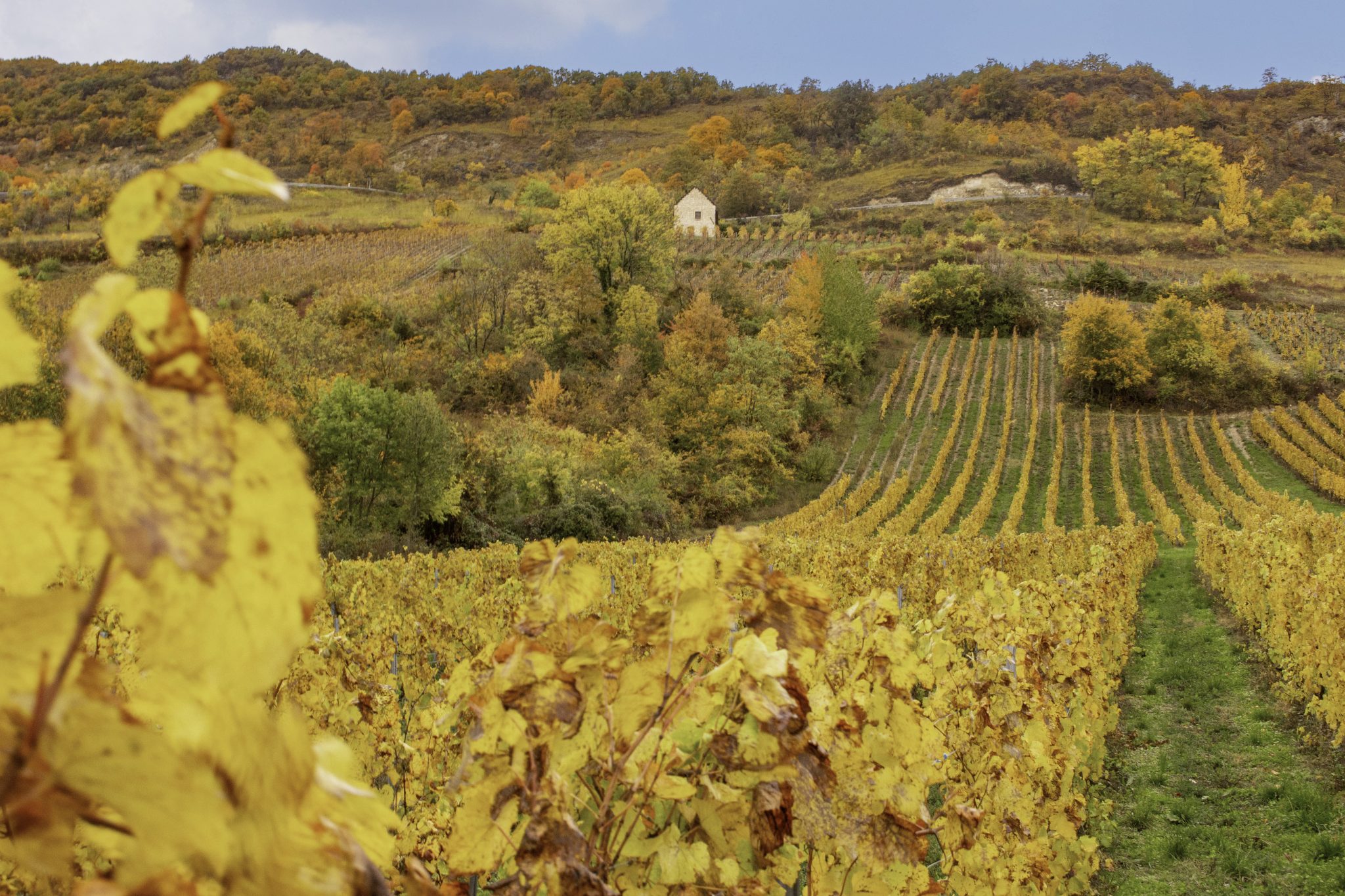 vignobles du Bugey à l'automne pour une balade entre amis avec dégustation de vin
